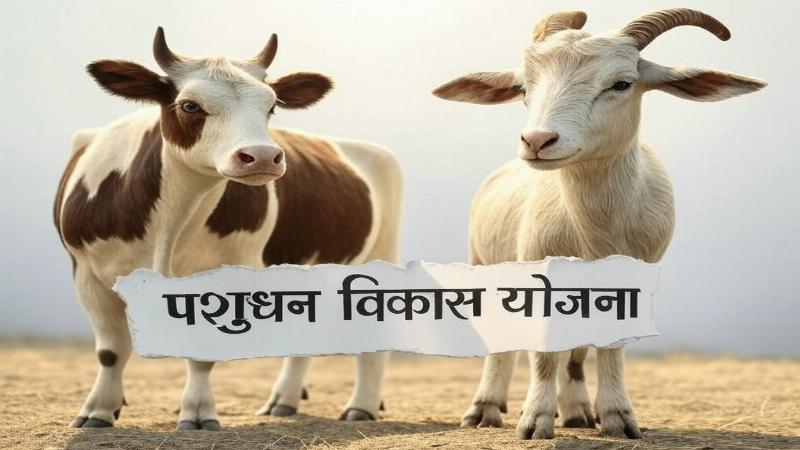 मुख्यमंत्री पशुधन विकास योजना: पशुपालकों का सहारा